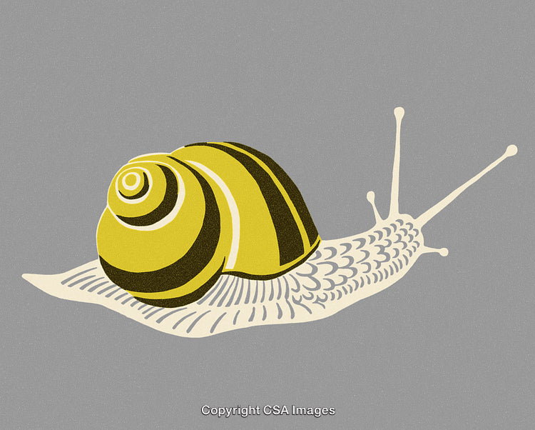 Illustrated Yellow and Black Striped Snail on a Grey Background