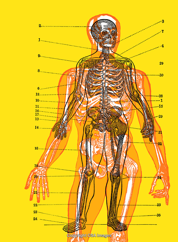 Detailed Anatomical Diagram of Human Skeleton Over Yellow Background