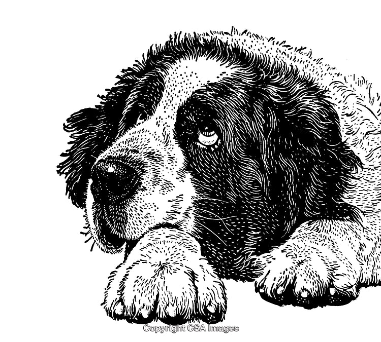 Black and White Engraving of a Thoughtful Dog Lying Down