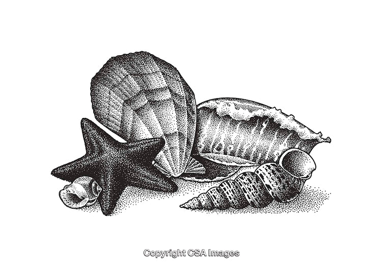 Elegant Black and White Shells and Starfish Line Art Illustration