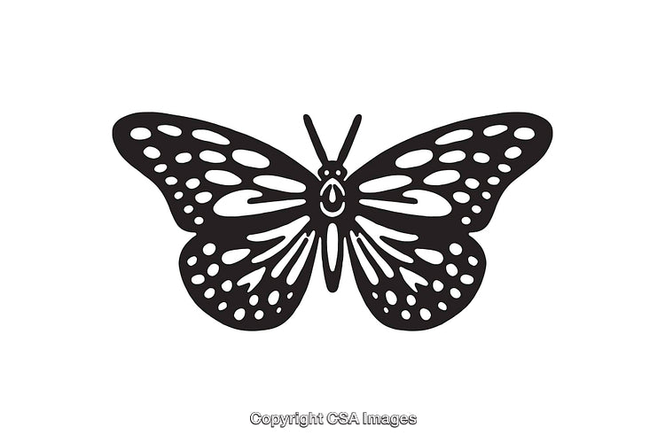 Beautiful Black and White Line Art Illustration of a Butterfly