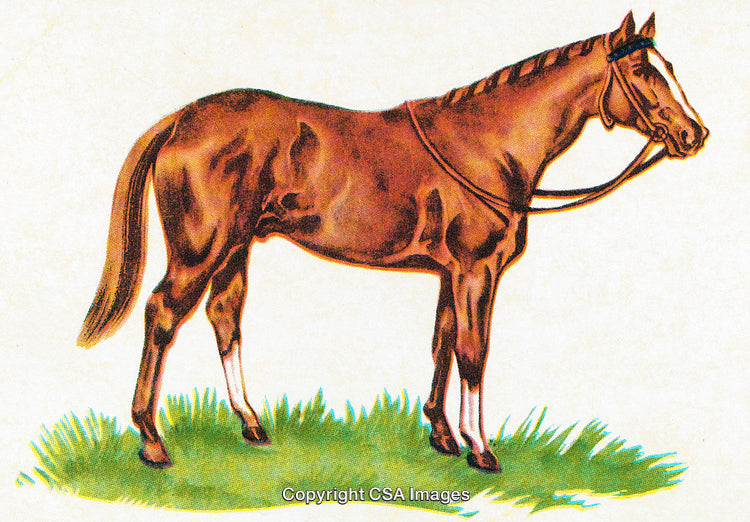 Illustration of a Chestnut Horse Standing on Grass in a Side Profile