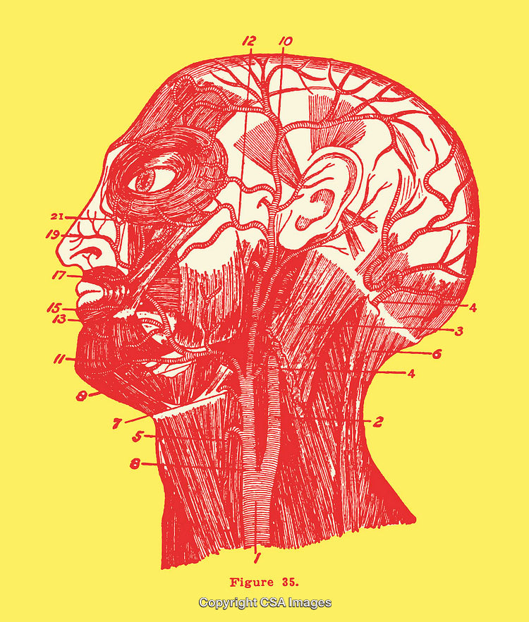 Detailed Anatomical Diagram of the Human Head in Line Illustration