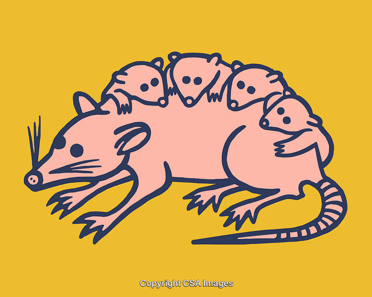 Illustration of a Mother Opossum with Her Young on a Yellow Background