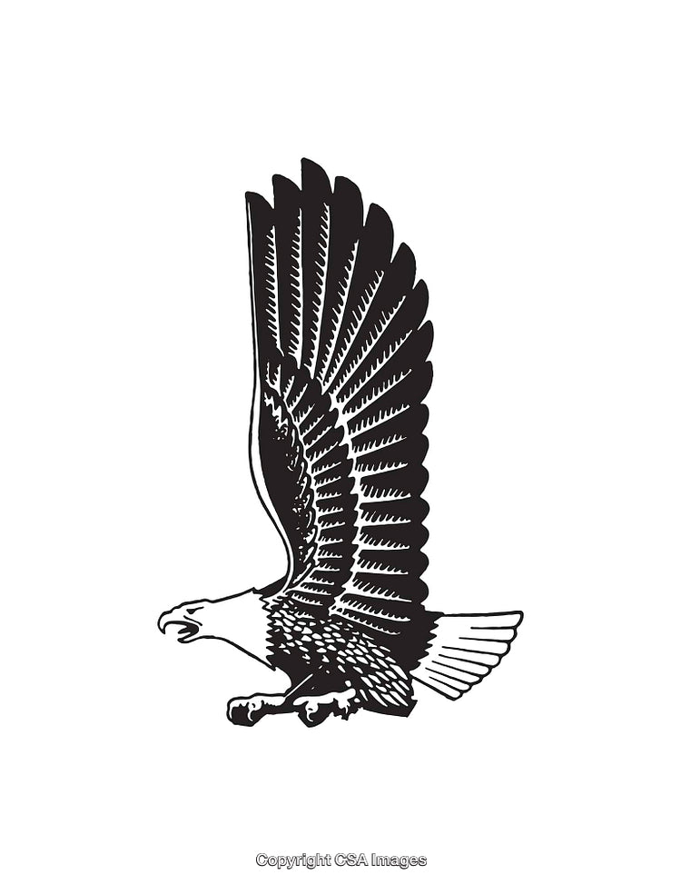 Black and White Line Art of Majestic Flying Eagle