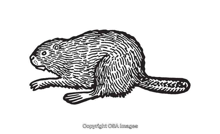 Black and White Line Art Illustration of a Beaver in Profile View