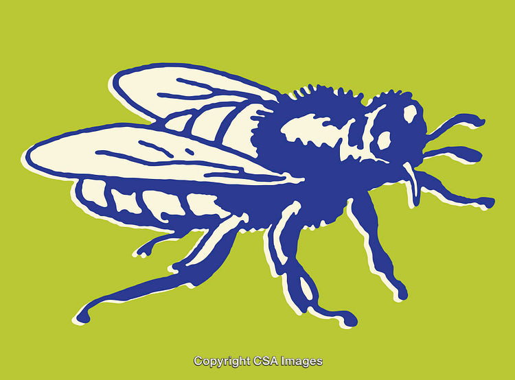 Colorful Illustration of a Fly with a Bold Design on a Green Background