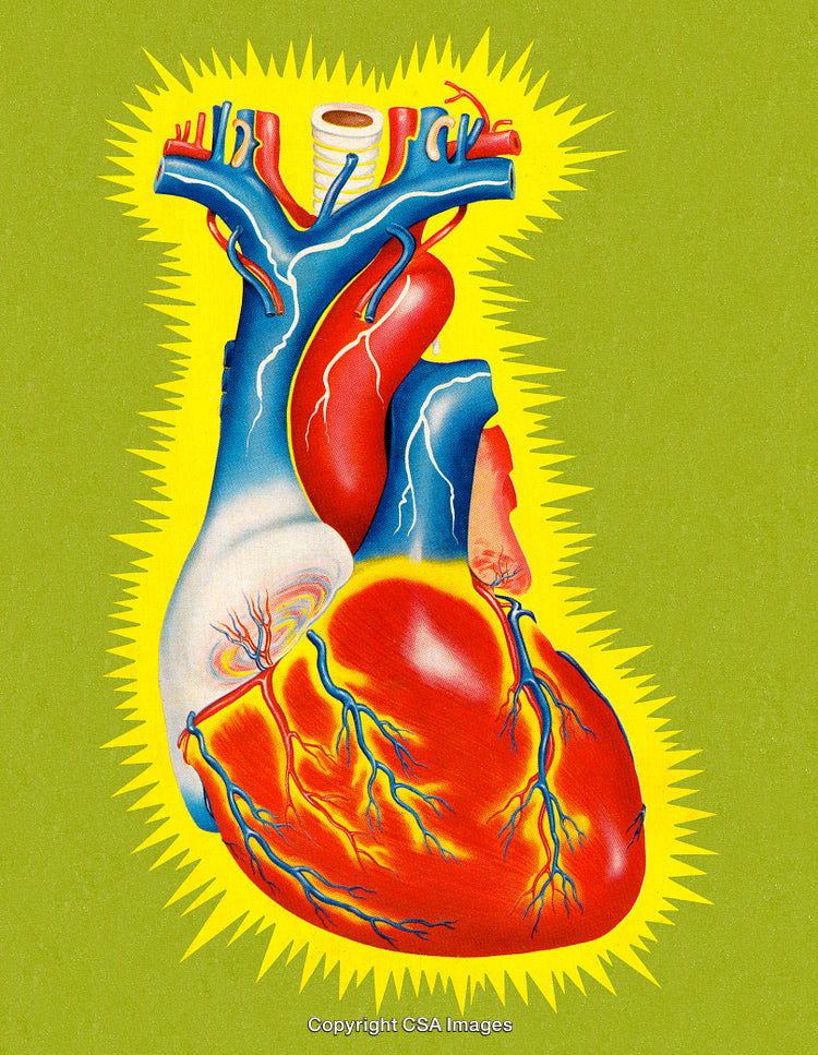 Colorful Anatomical Heart Illustration Highlighting Blood Vessels on Green Background