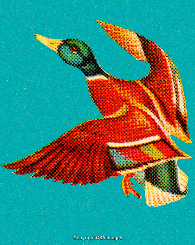 Colorful Illustration of a Flying Duck on a Bright Blue Background