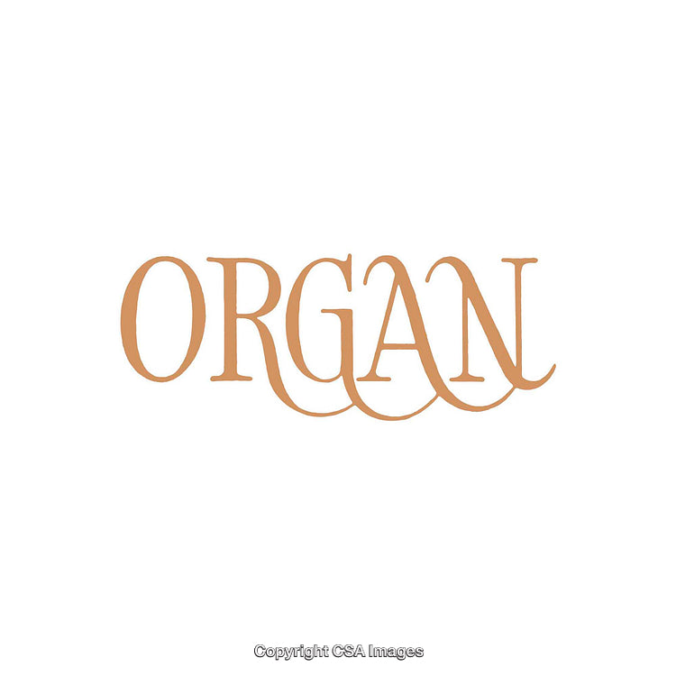 Elegant Typography Displaying the Word Organ in Artistic Styling