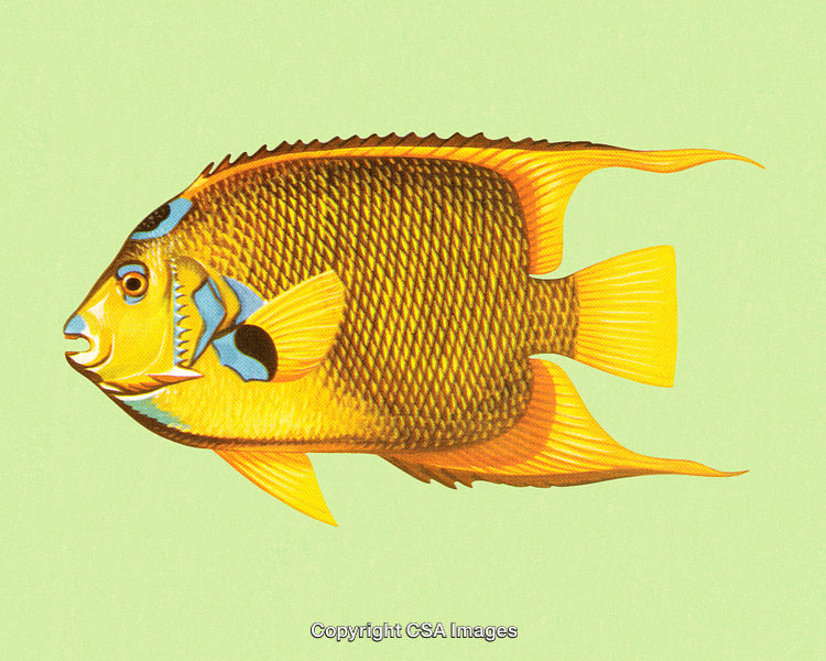 Colorful Angelfish Illustration on a Light Green Background