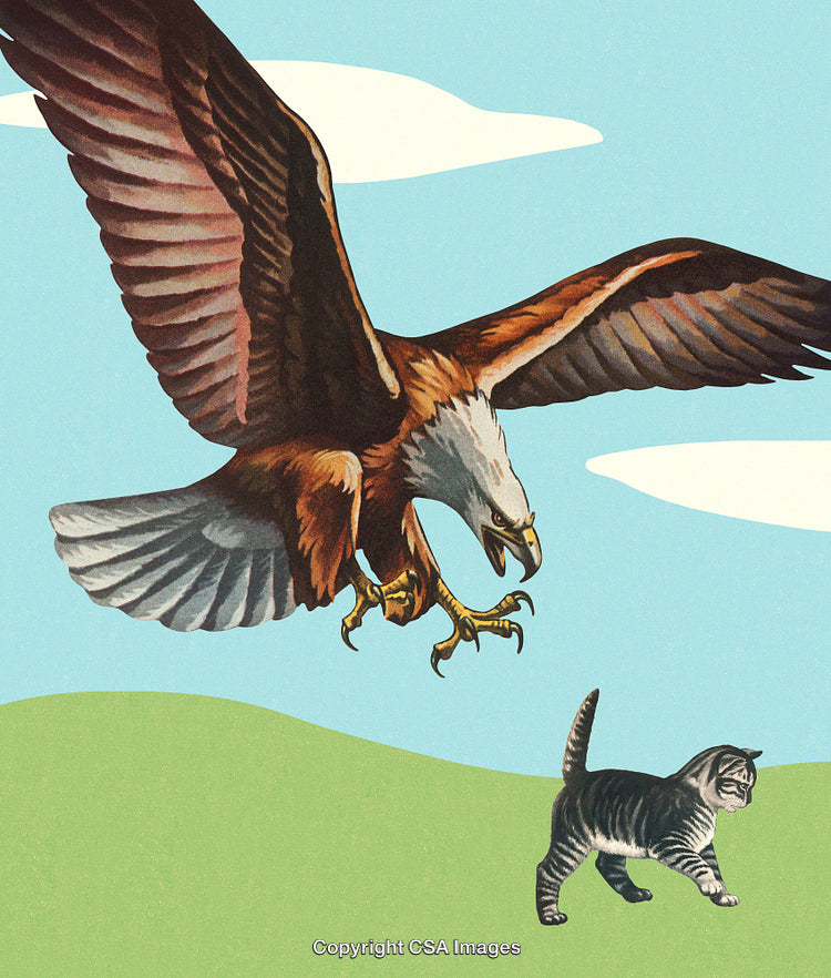 Eagle Soaring Towards Cat on Grassy Hill Under Blue Sky