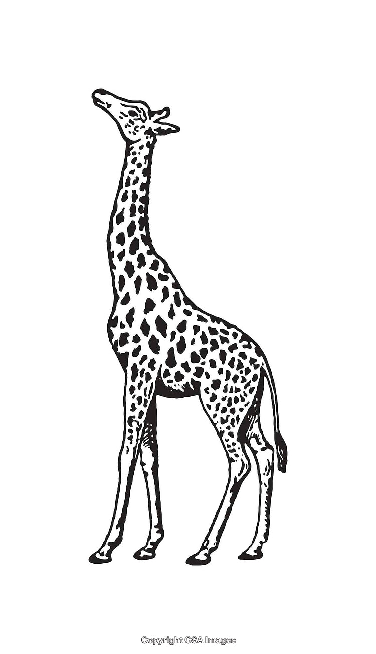 Black and White Line Art Illustration of a Standing Giraffe