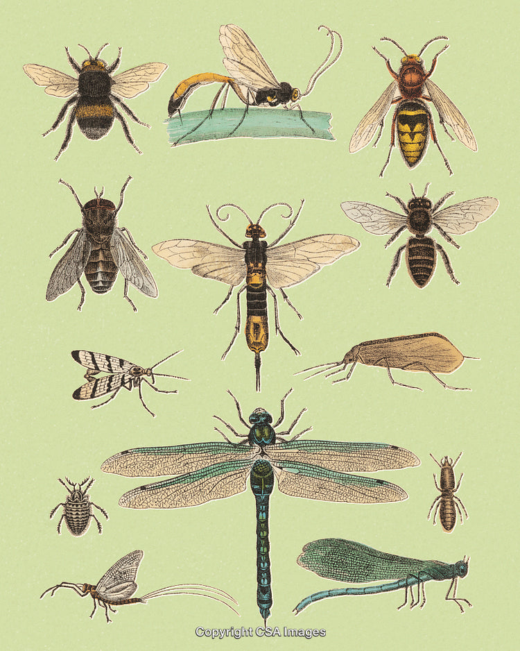 Detailed Vintage Illustration of Various Insects and Arthropods on Green Background
