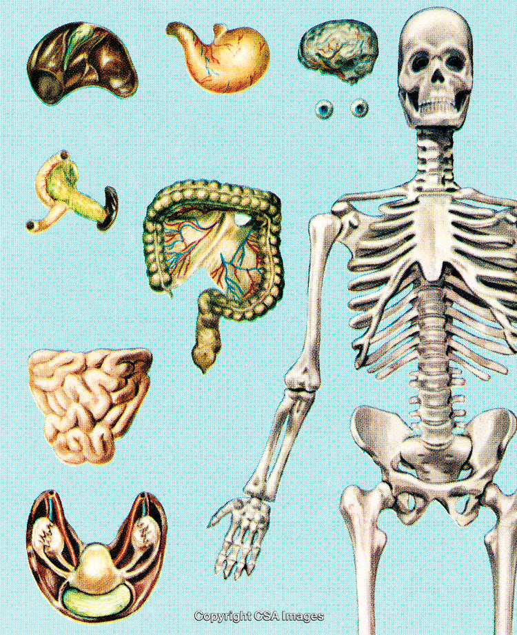 Colorful Anatomical Illustrations of Skeleton and Internal Organs on Light Background