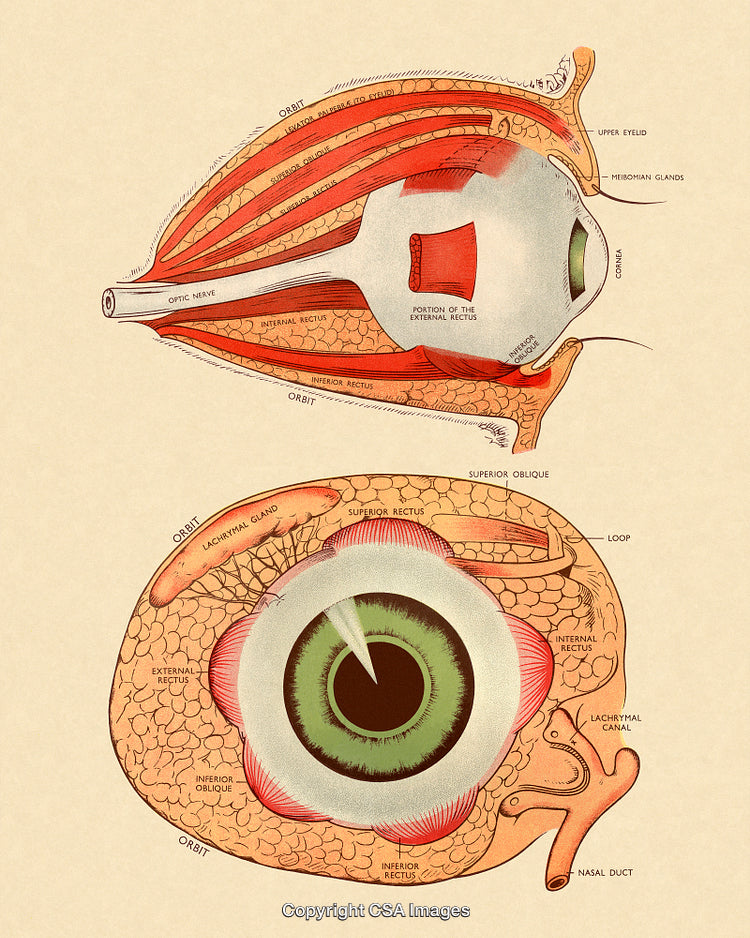 Detailed Scientific Diagram of Human Eye Anatomy with Labeled Parts