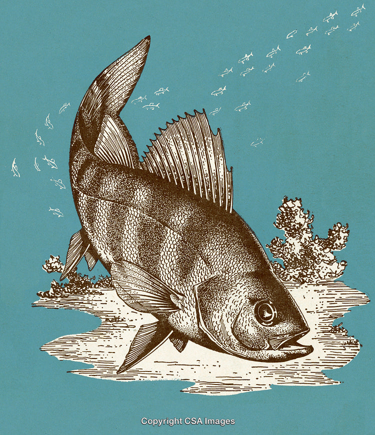 Vintage Illustration of Tropical Fish in Ocean with Coral Reef