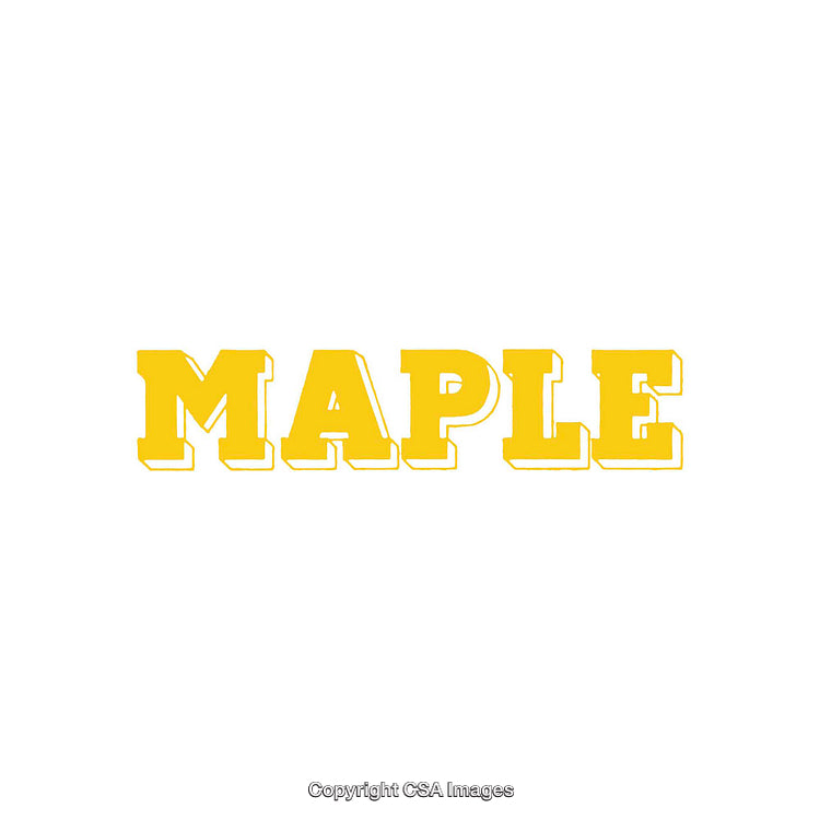 Yellow Maple Text Illustration on White Background