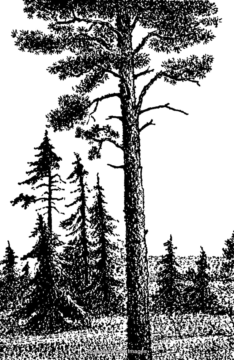 Intricate Black and White Engraving of a Forest with Tall Trees