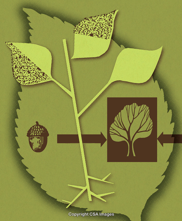 Abstract Representation of Plant Growth and Development Illustration
