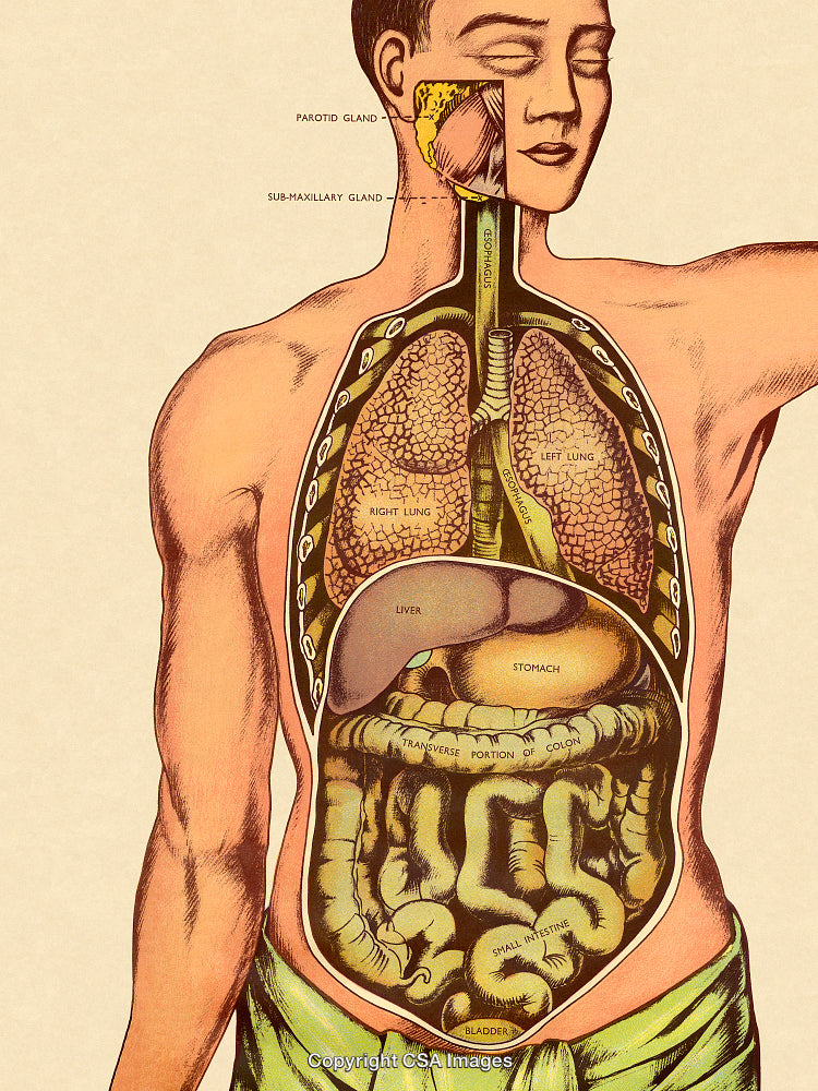 Detailed Anatomical Drawing of Human Internal Organs and Digestive System