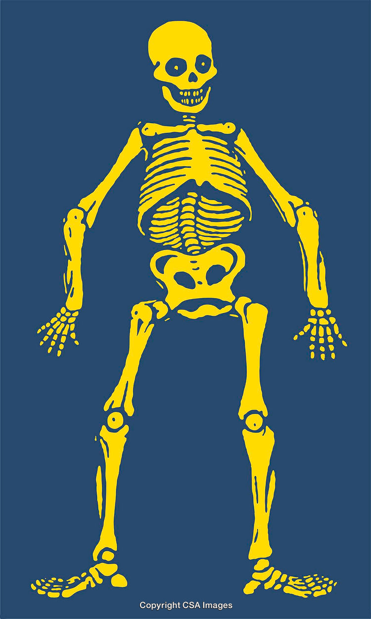 Yellow Skeleton Illustration on Blue Background with Bone Details