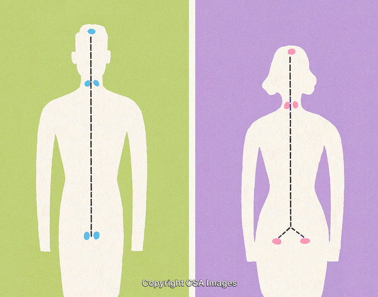 Comparative Diagram Highlighting Male and Female Endocrine Glands and Functions