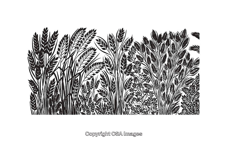 Intricate Black and White Botanical Line Art with Detailed Wheat Illustrations