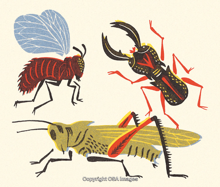 Illustrated Collection of Vibrant Insects Featuring Beetle, Grasshopper, and Fly Designs