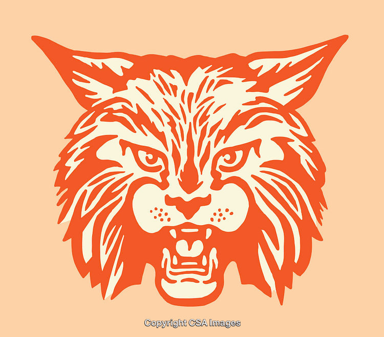 Vibrant Line Drawing of a Fierce Wildcat Head Illustration