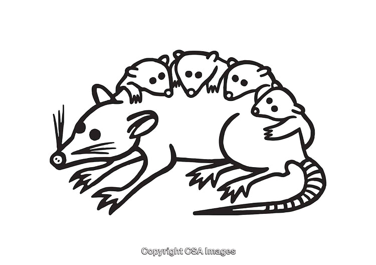 Mother Opossum with Babies Illustrative Line Art in Black and White