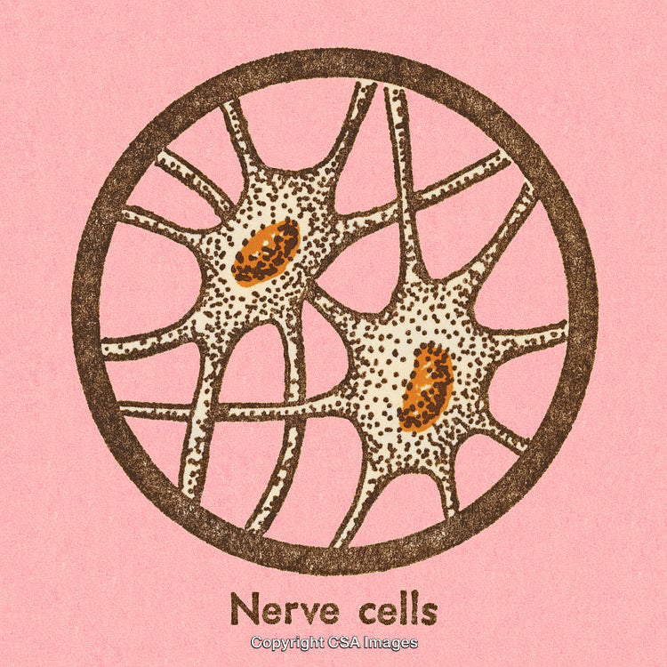 Illustration of Nerve Cells with Dark Nuclei Highlighted in Pink Background