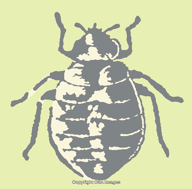 Detailed Vector Illustration of a Bug on a Light Background