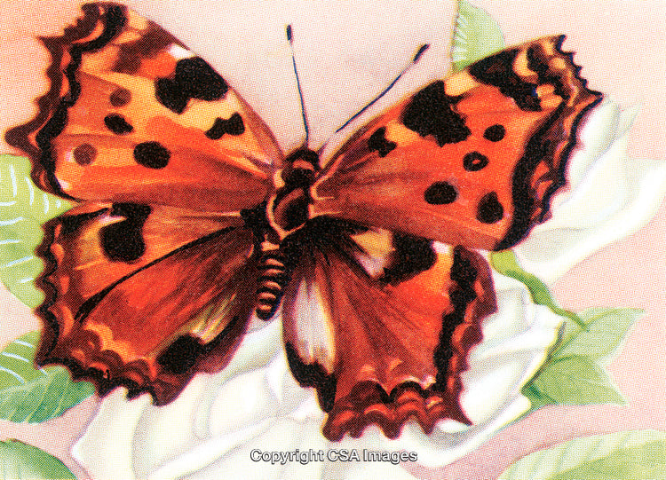 Detailed Illustration of a Vibrant Butterfly on a White Flower