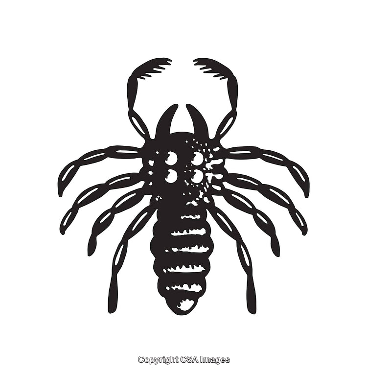 Black and White Line Art Illustration of a Detailed Scorpion