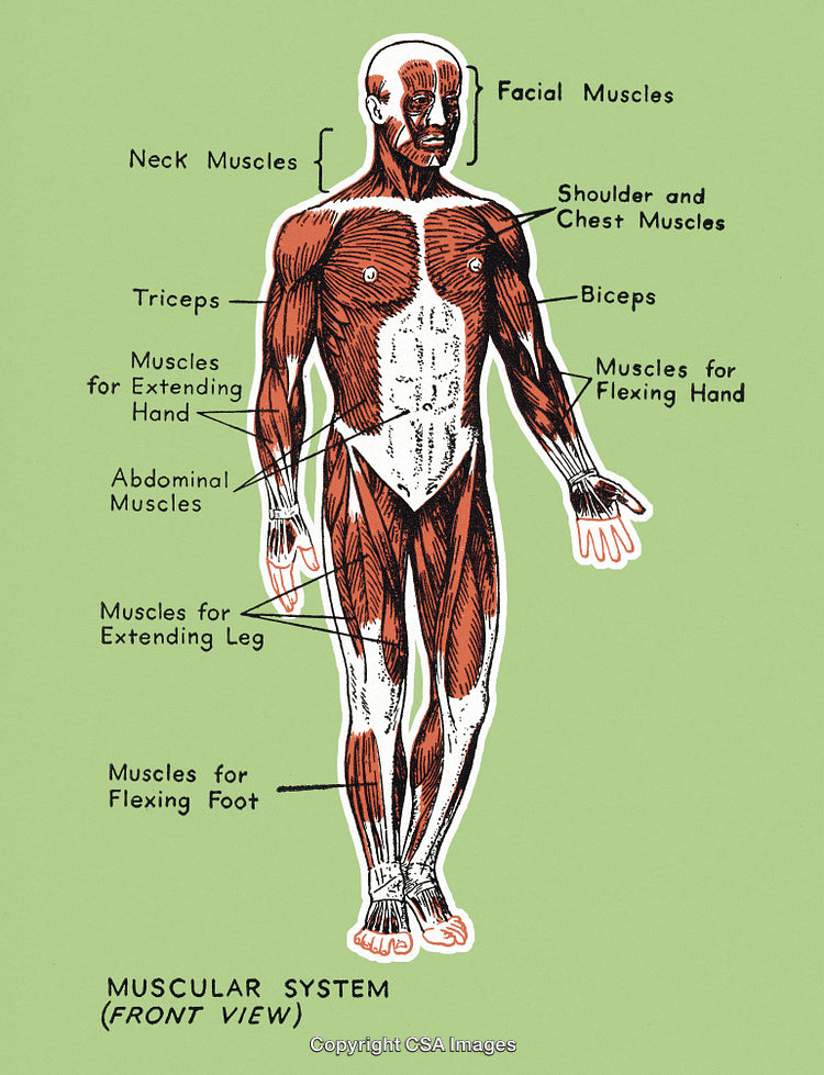 Human Muscular System