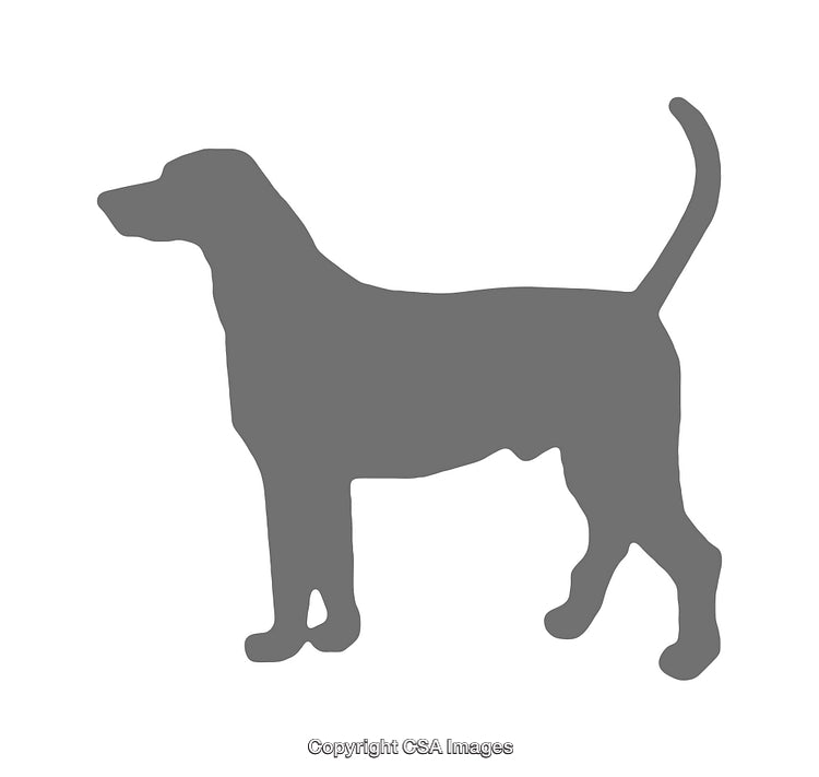 Silhouette of a Dog with Tail Raised in Standing Pose