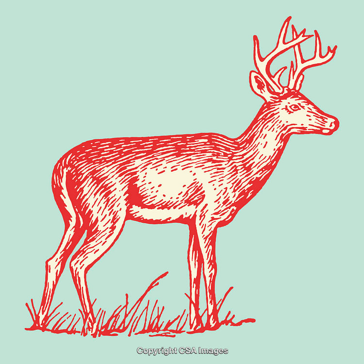 Detailed Line Art Illustration of a Deer with Antlers and Grass