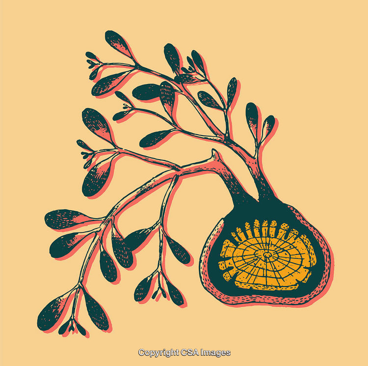 Intricate Illustration of a Plant with Abstract Organic Design