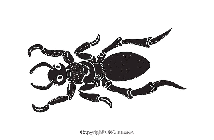 Detailed Black and White Line Art Illustration of Dangerous Ant