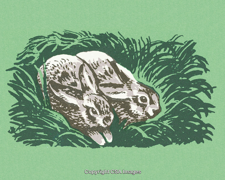 Illustrated Pair of Rabbits in Grass Amid a Calming Green Background
