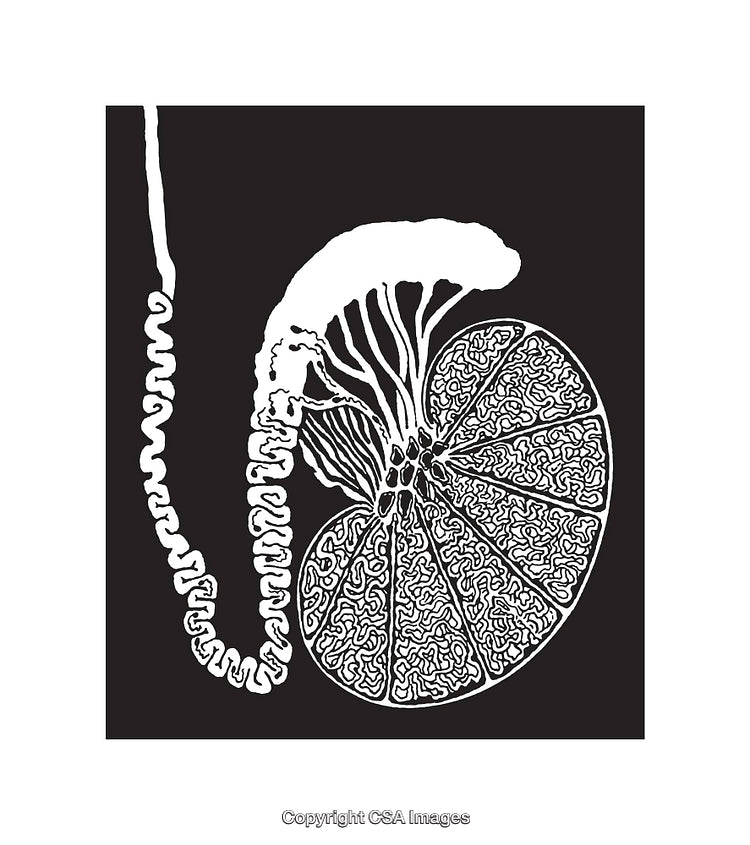 Detailed Black and White Line Art of Abstract Organic Shape