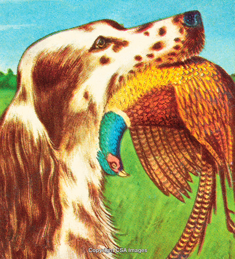 Retriever Holding a Pheasant with Vibrant Feathers in a Vintage Artistic Style