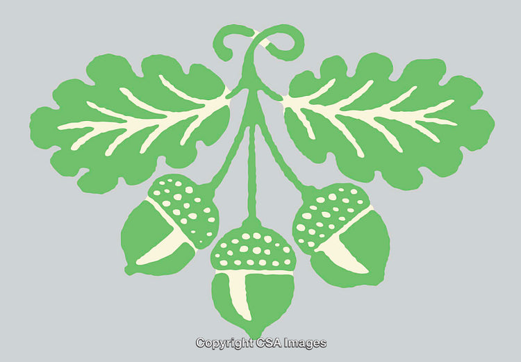 Stylized Oak Leaves and Acorns Illustration on a Gray Background