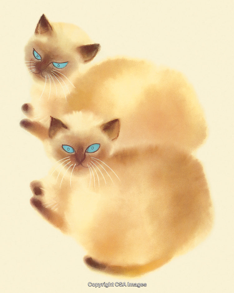 Two Fluffy Cats with Striking Blue Eyes Resting Serenely Together