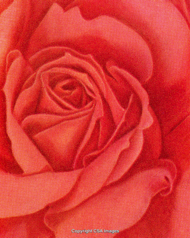 Macro Closeup of a Beautiful Red Rose with Stylized Dot Screen Effect