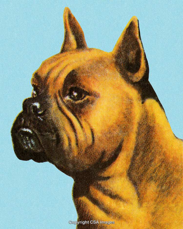 Retro Illustration of Boxer Dog on Light Blue Background