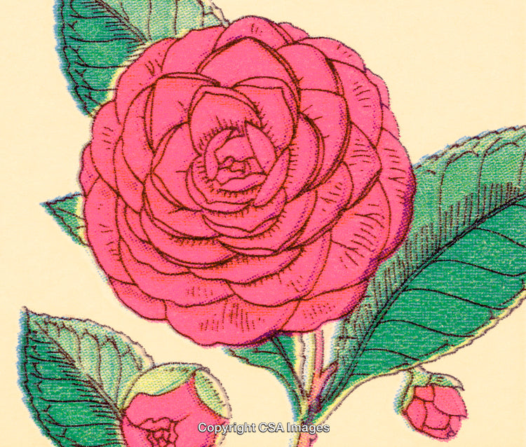 Vivid Botanical Drawing of a Pink Camellia with Vibrant Leaves
