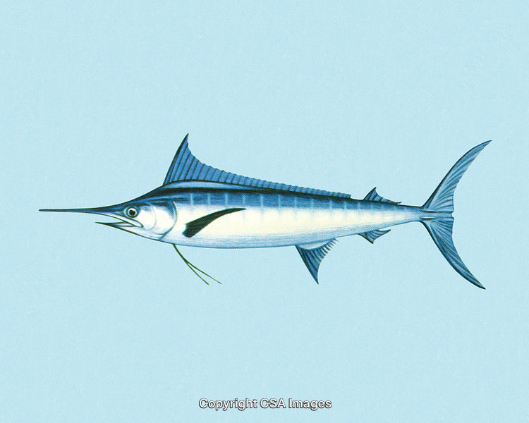 Detailed Illustration of a Blue Marlin in Aquatic Scene