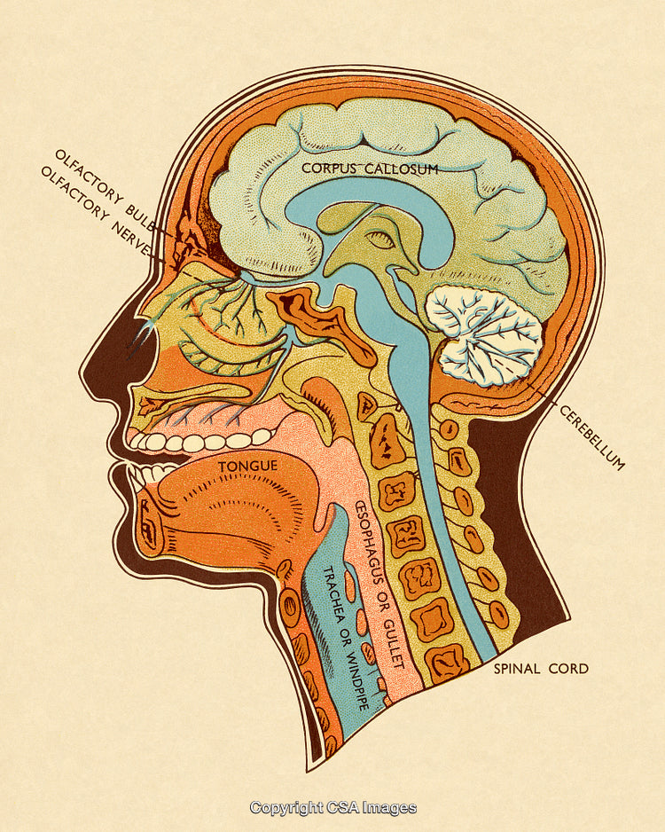 Detailed Vintage Anatomical Illustration of the Brain and Human Head Features